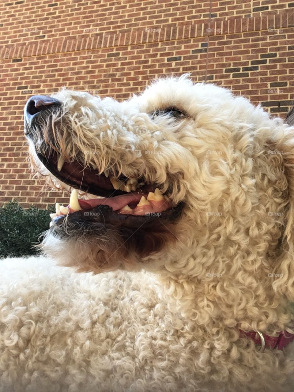 Smiling Poodle