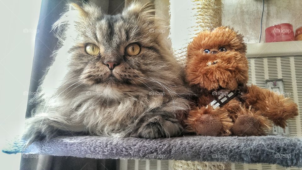 Boston and Chewie