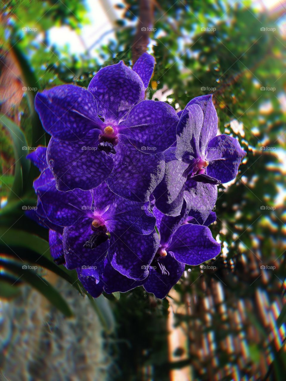 Biltmore Garden Purple 