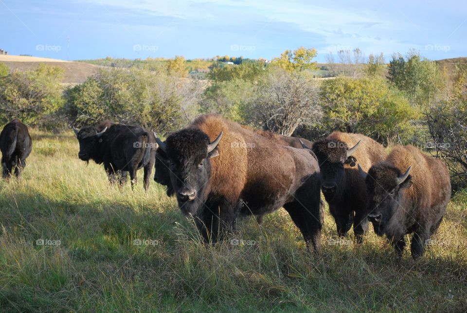 Bison in the Evening Sun, Alberta Prairies