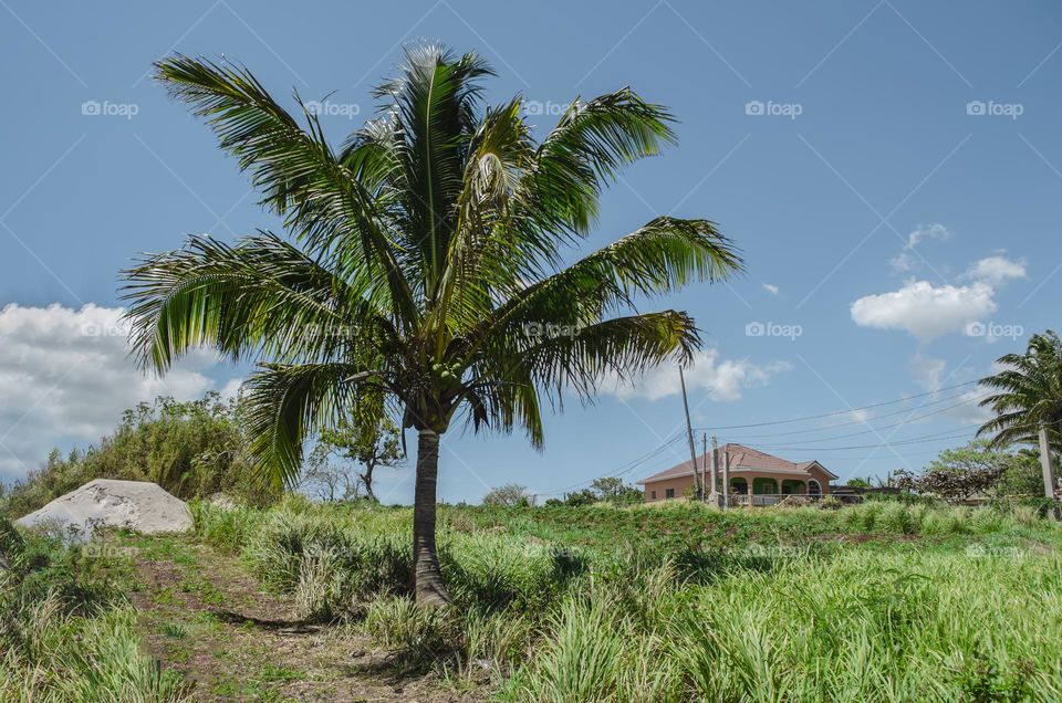 Coconut Palm Tree And Grass