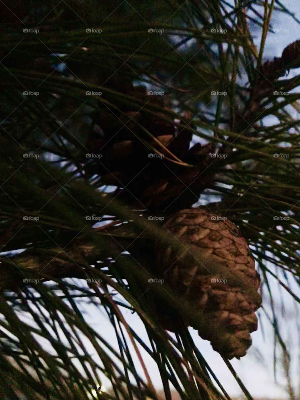 Pinecones blowing in the cold, winter wind. 