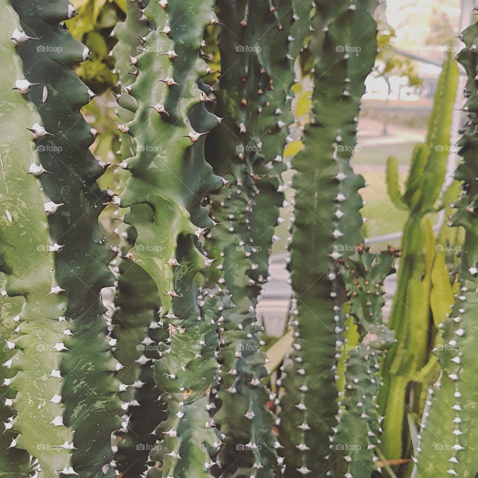 Closeup of green cactus