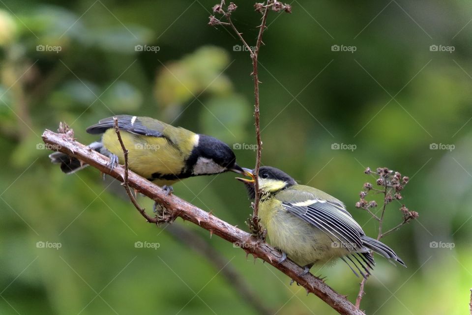 an adult tit feeds a young tit