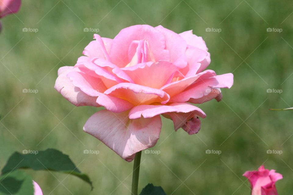 Pink Rose