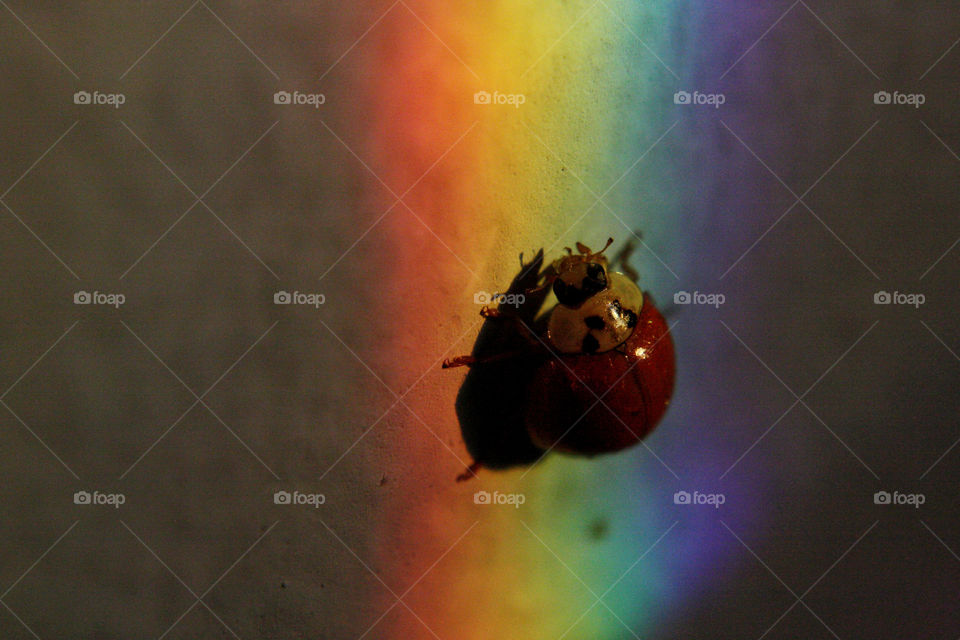 Ladybug with rainbow colors