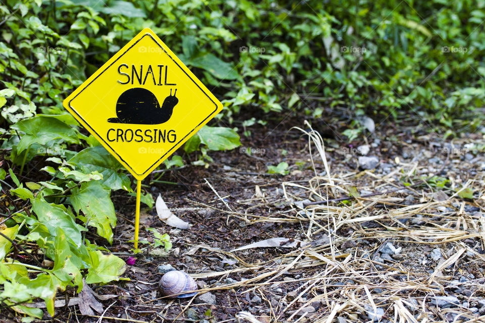 Snails crossing 