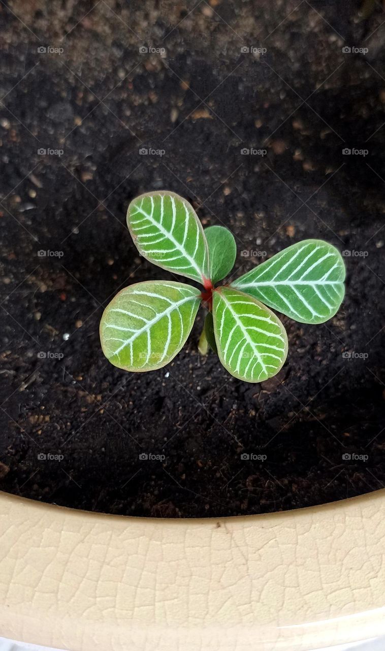 green plant growing in ground close up mobile photography