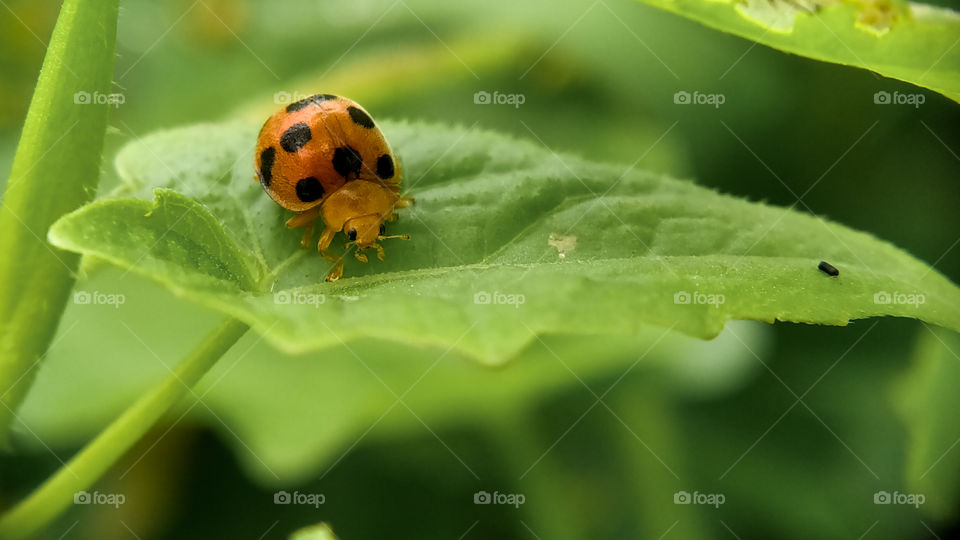 A small ladybug is foraging on the leaf. Look at its eyes! Isn't it cute?