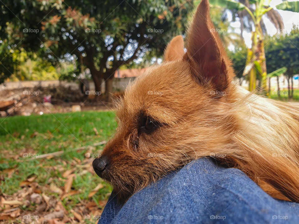 small hairy dog on my lap