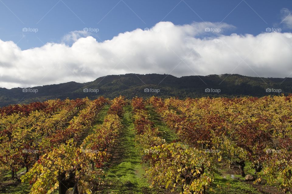 Sonoma County Harvest II. Vineyards in Sonoma County CA