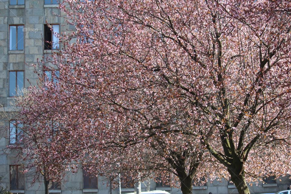 Blooming tree in pink