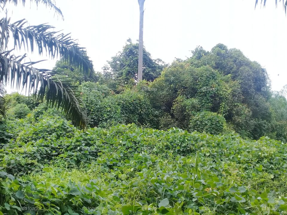 Conservation forest as a counterweight to ecosystem and variety of animals and plants