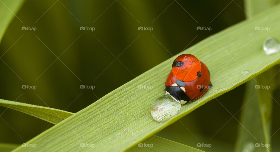 Ladybug is a symbol of summer, happy and luck!  ladybug drinks water from dew drop, thirst concept