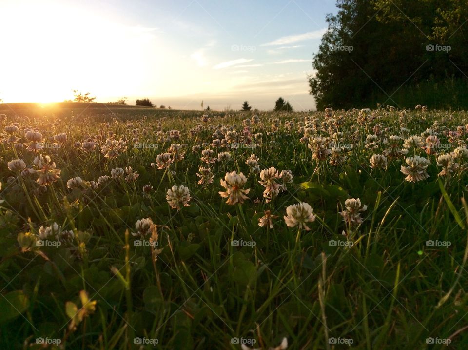 Floral meadow at sunset