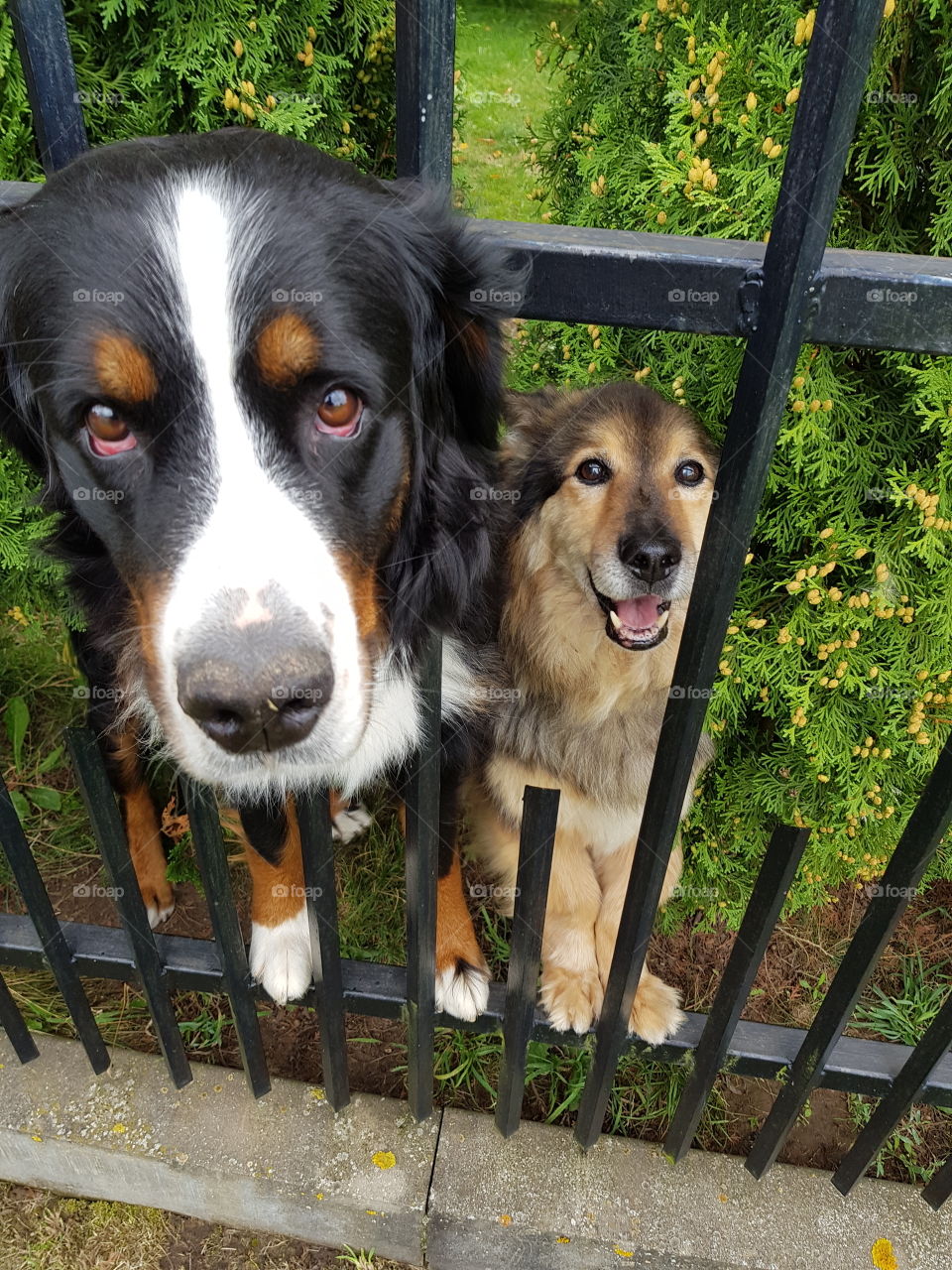 Happy dogs