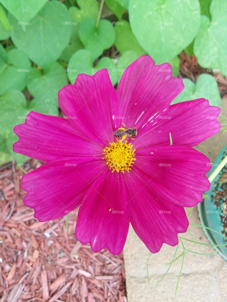 pink cosmos