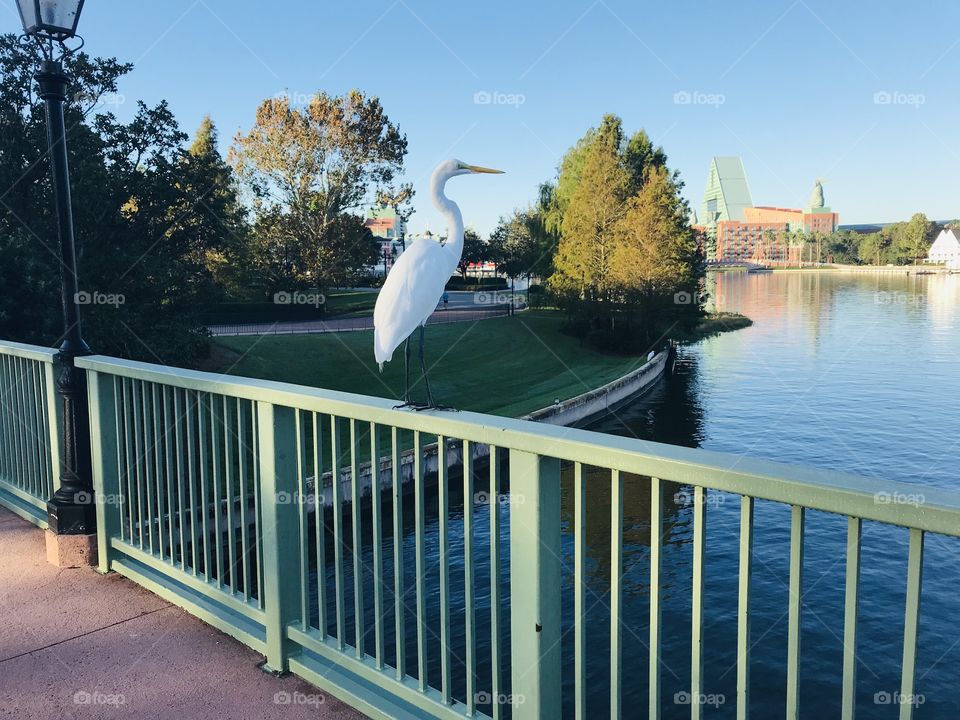 Gorgeous large white heron perched up on fence scanning the lake for his next meal. 
