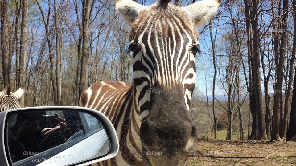 Up close with a Zebra
