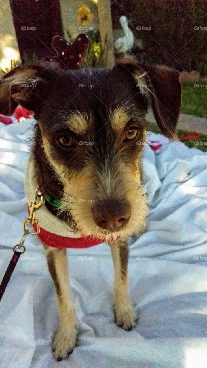 Lovey Lexi with her gorgeous eyes