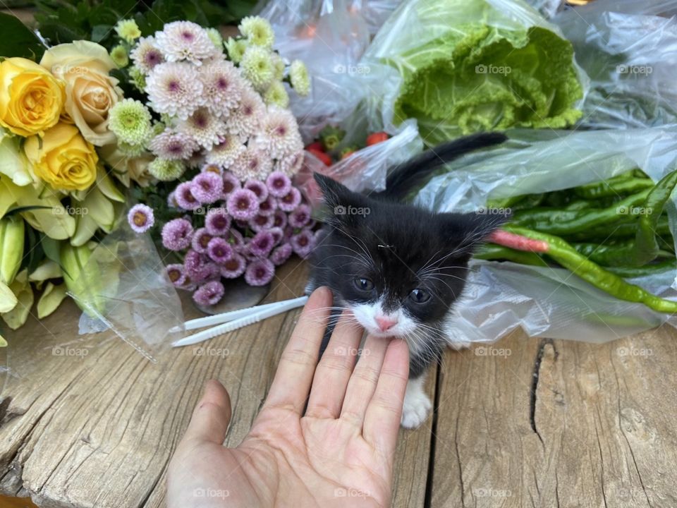 touching kitty with fingertips