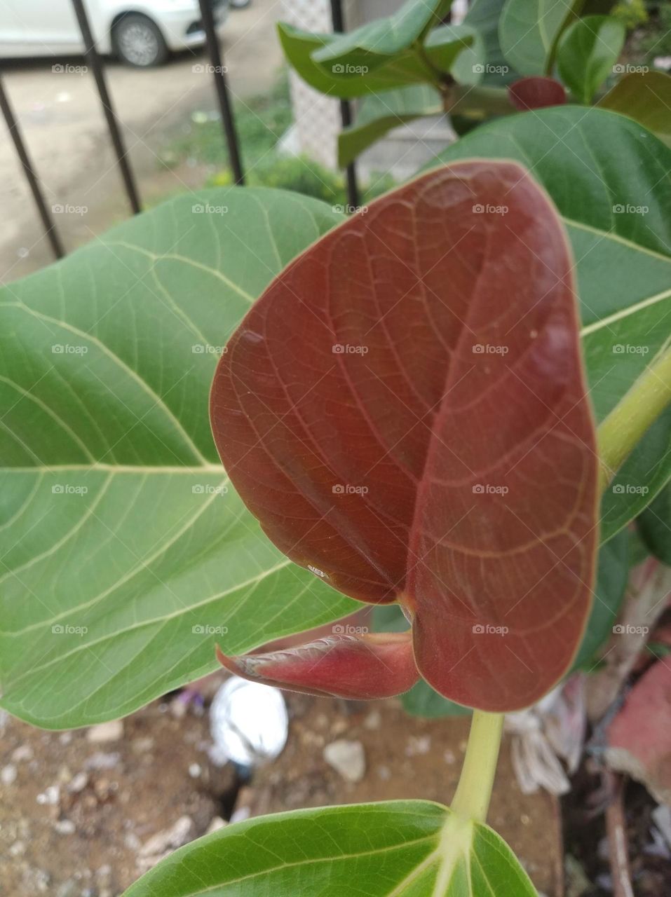 growing leaves, green leaves seasonal fresh shurb small size looks very beautiful generally found everywhere