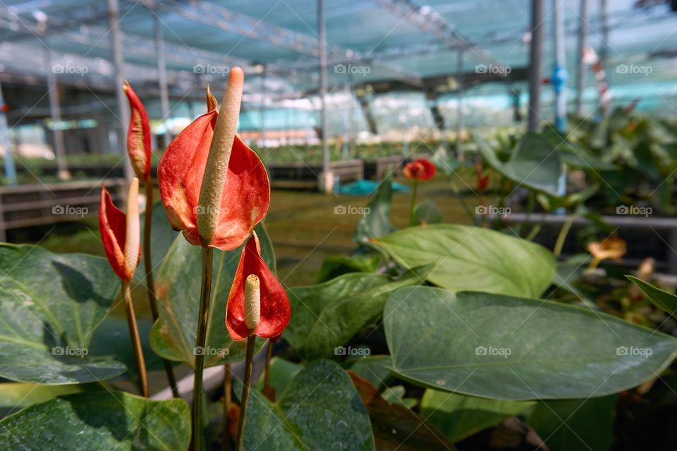 Red anthurium in the greenhouse. Beautiful red flower in the garden.