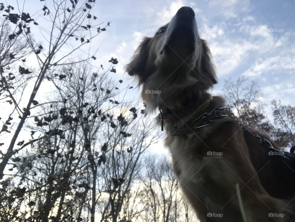 Dog gazing at sky