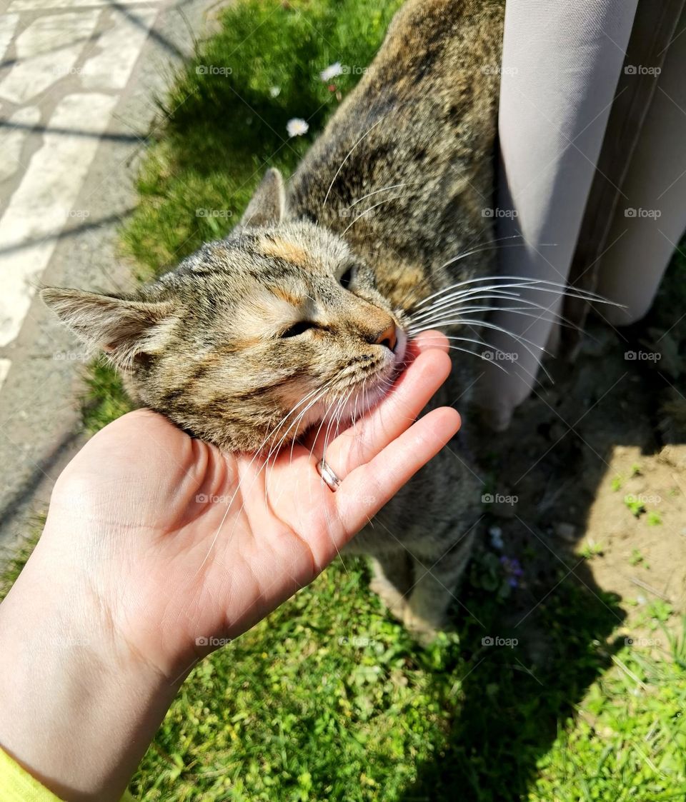 Kitty's beautiful face