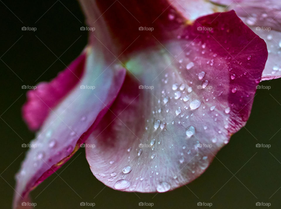 Floral photography - allamanda - petal - Rain drop