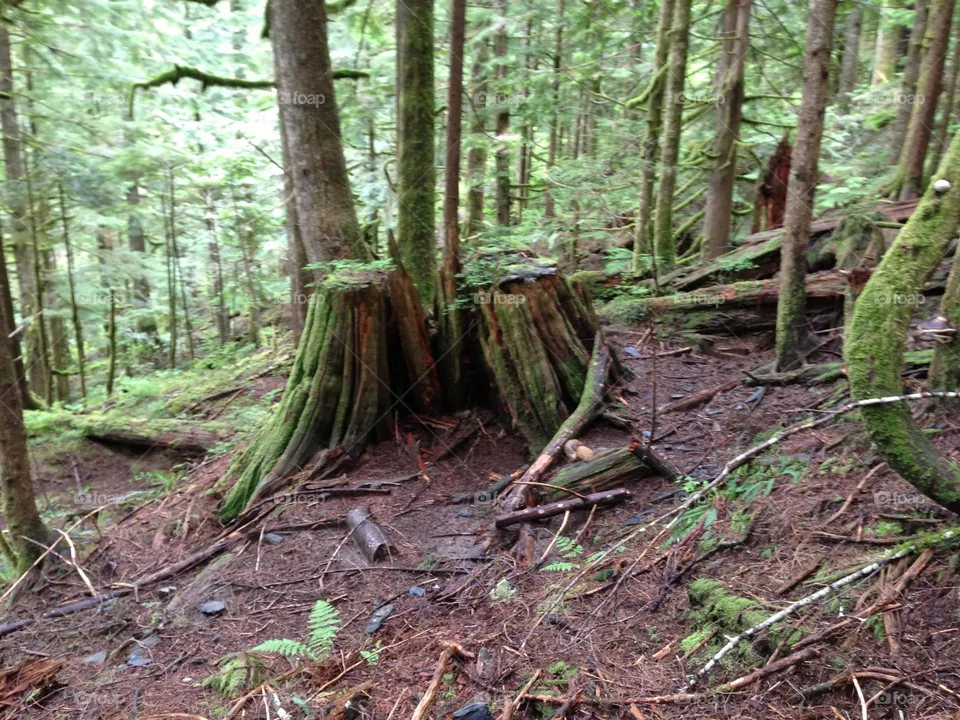 The Stump
