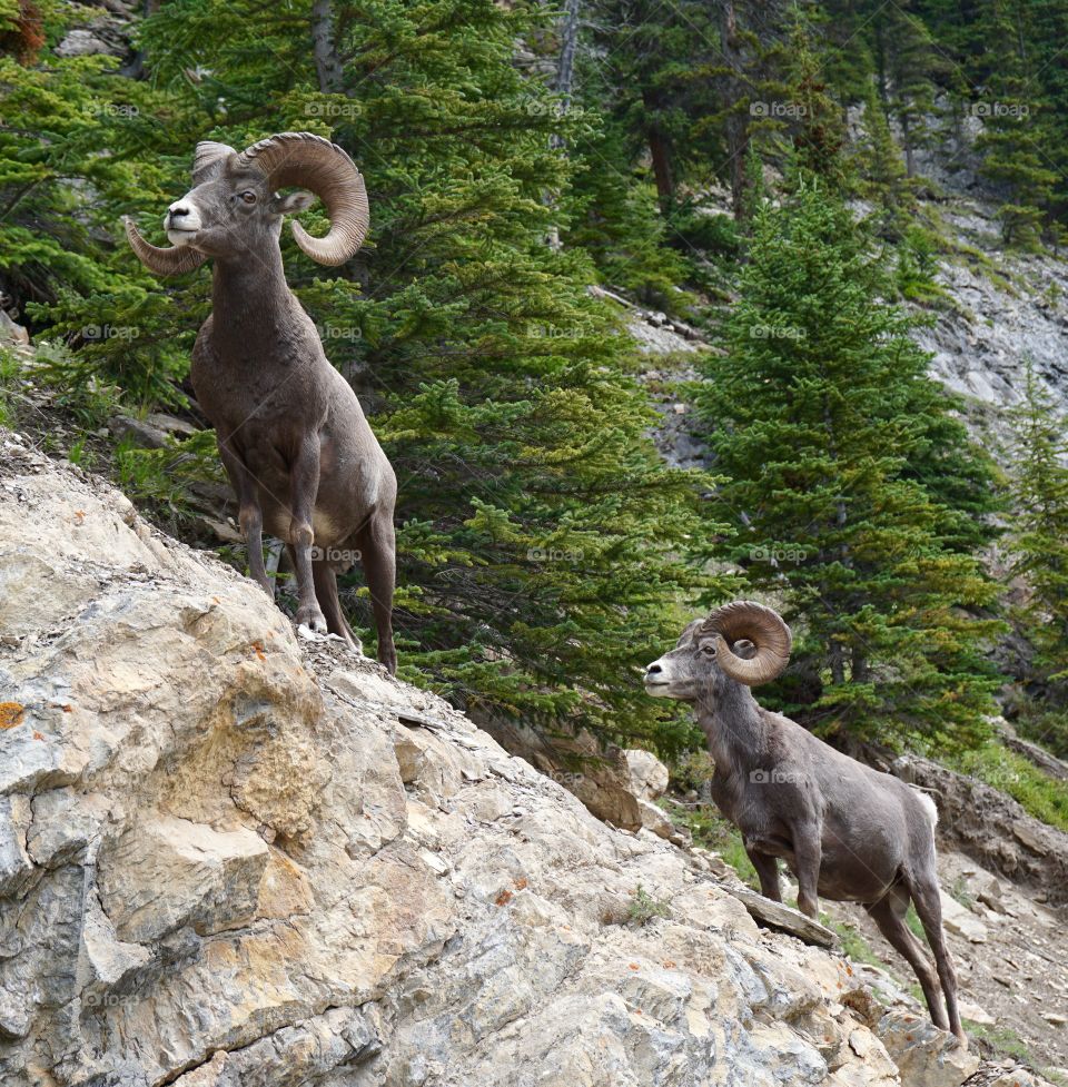 Mountainside goats passing by me along a Canadian highway.