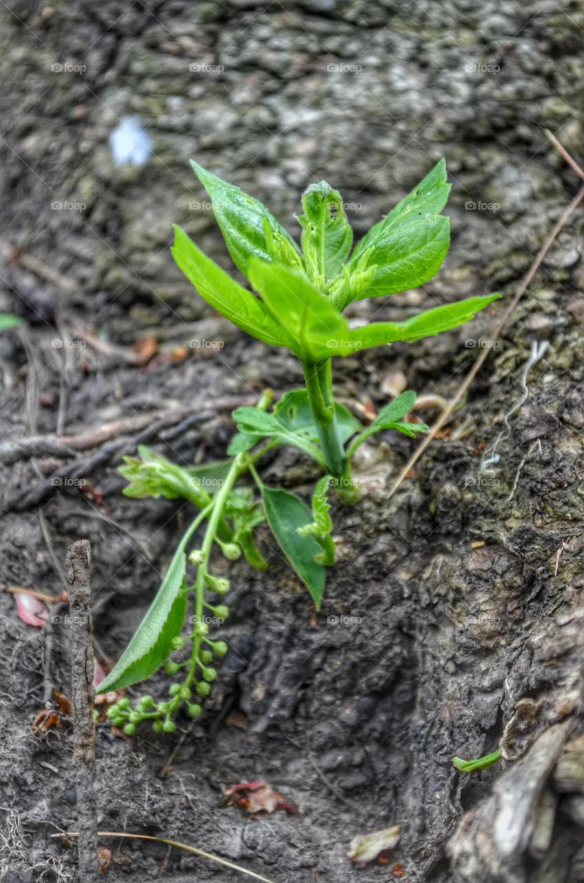 Growth