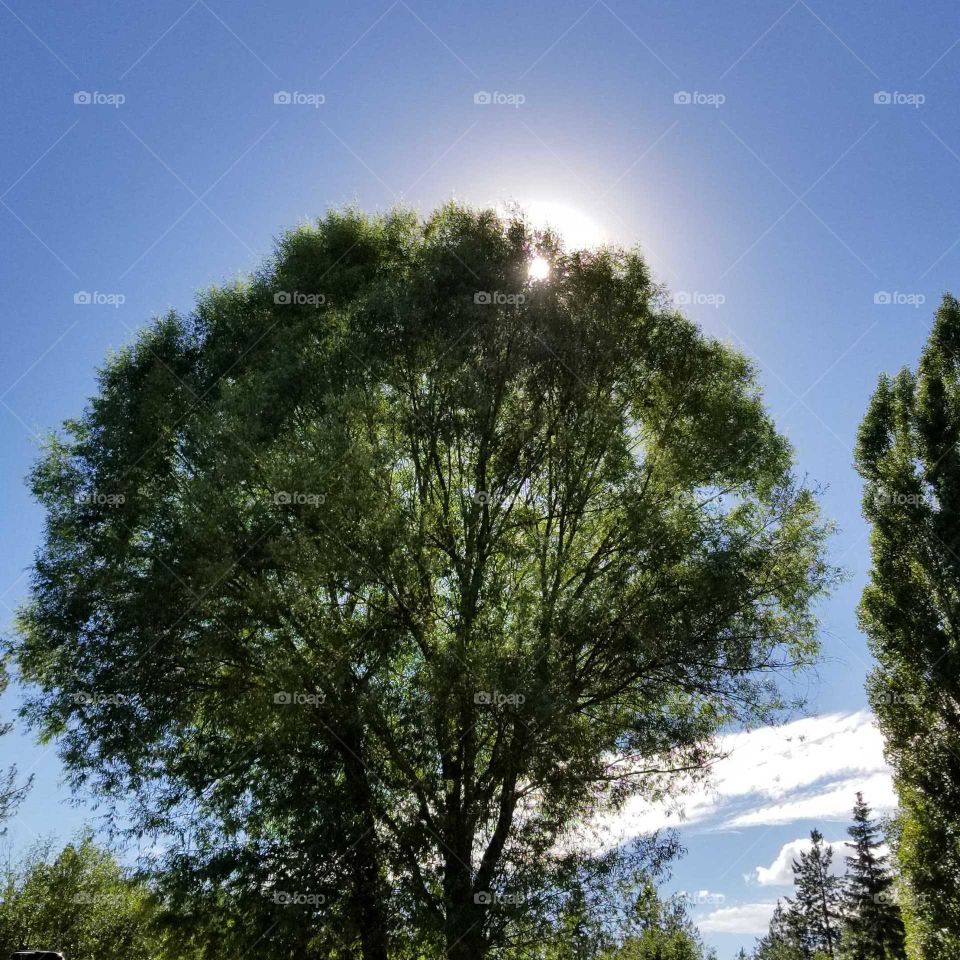 sun shining behind a green tree with a sunny blue sky with a hint of white clouds