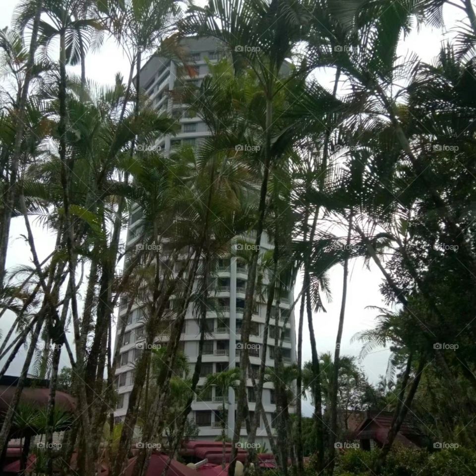 Tree, Tropical, No Person, Tallest, Leaf