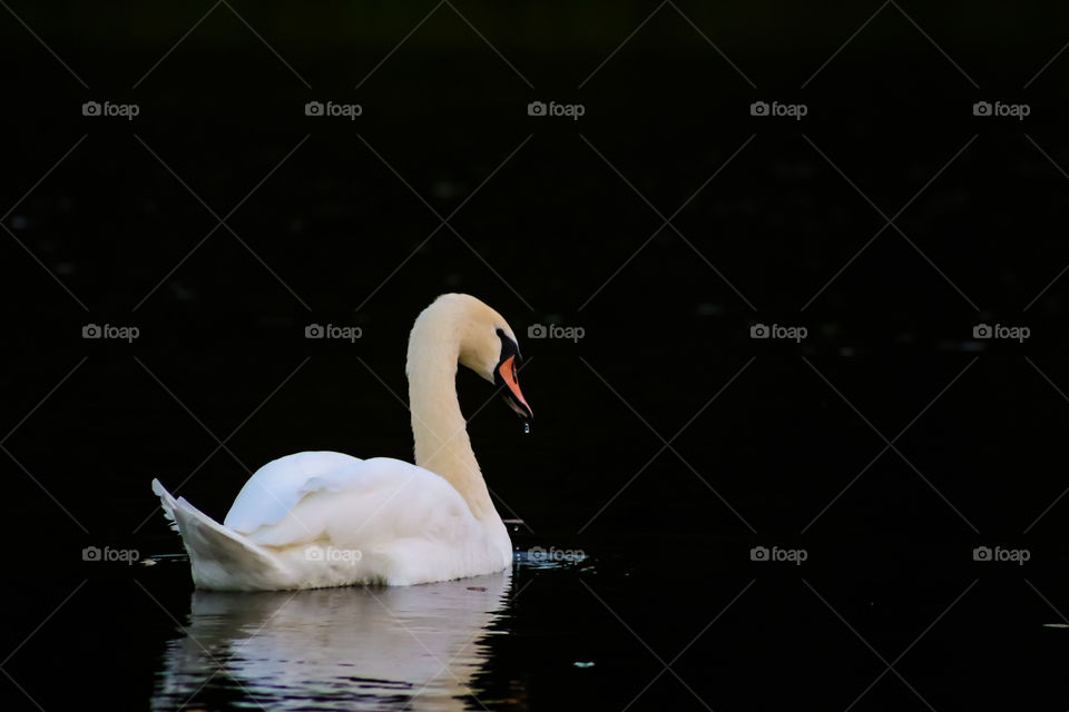 Swan swimming solo against a dark backdrop of water, with full reflective mirror image of scene