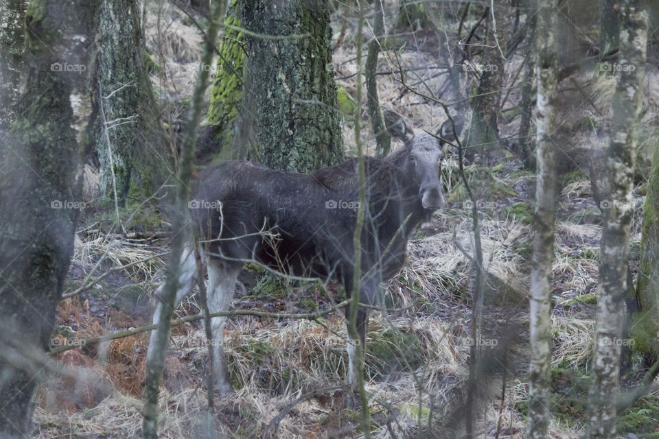 Moose in the forest 