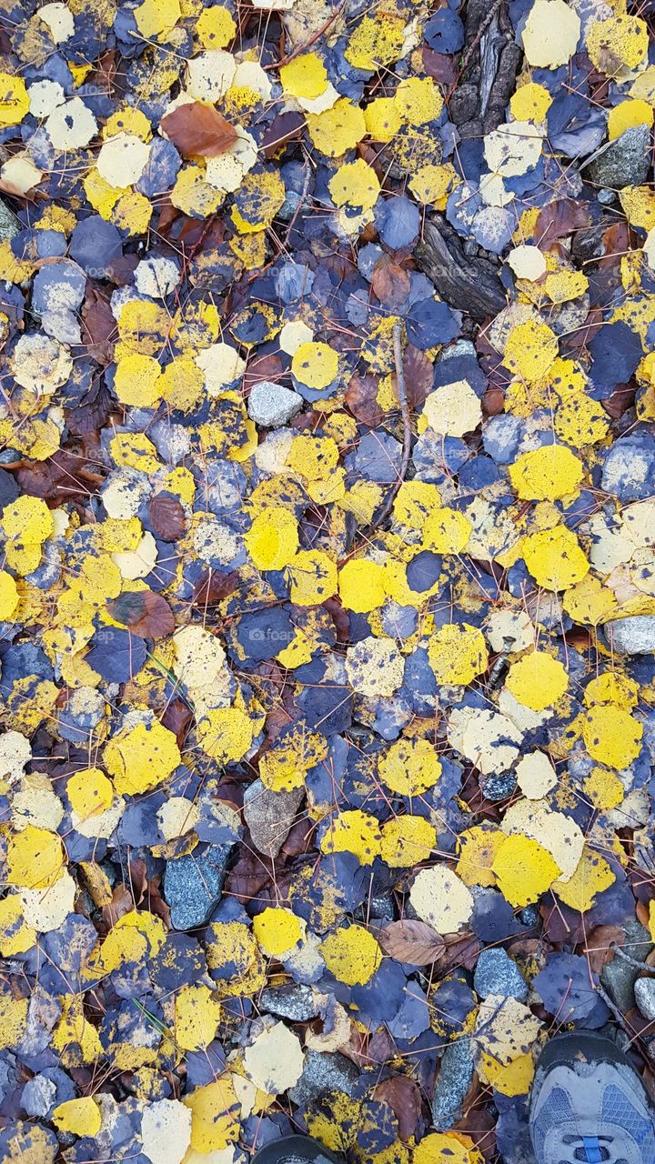 Carpet of fall leaves in the undergrowth