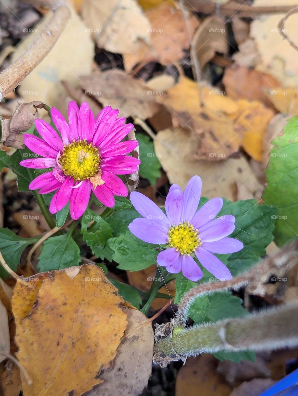 Beautiful autumn asters