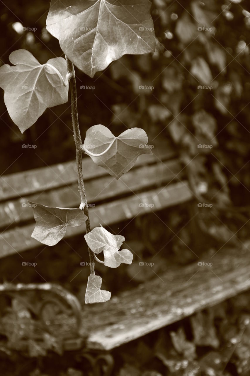 ivy blur. ivy hanging in front of a bench