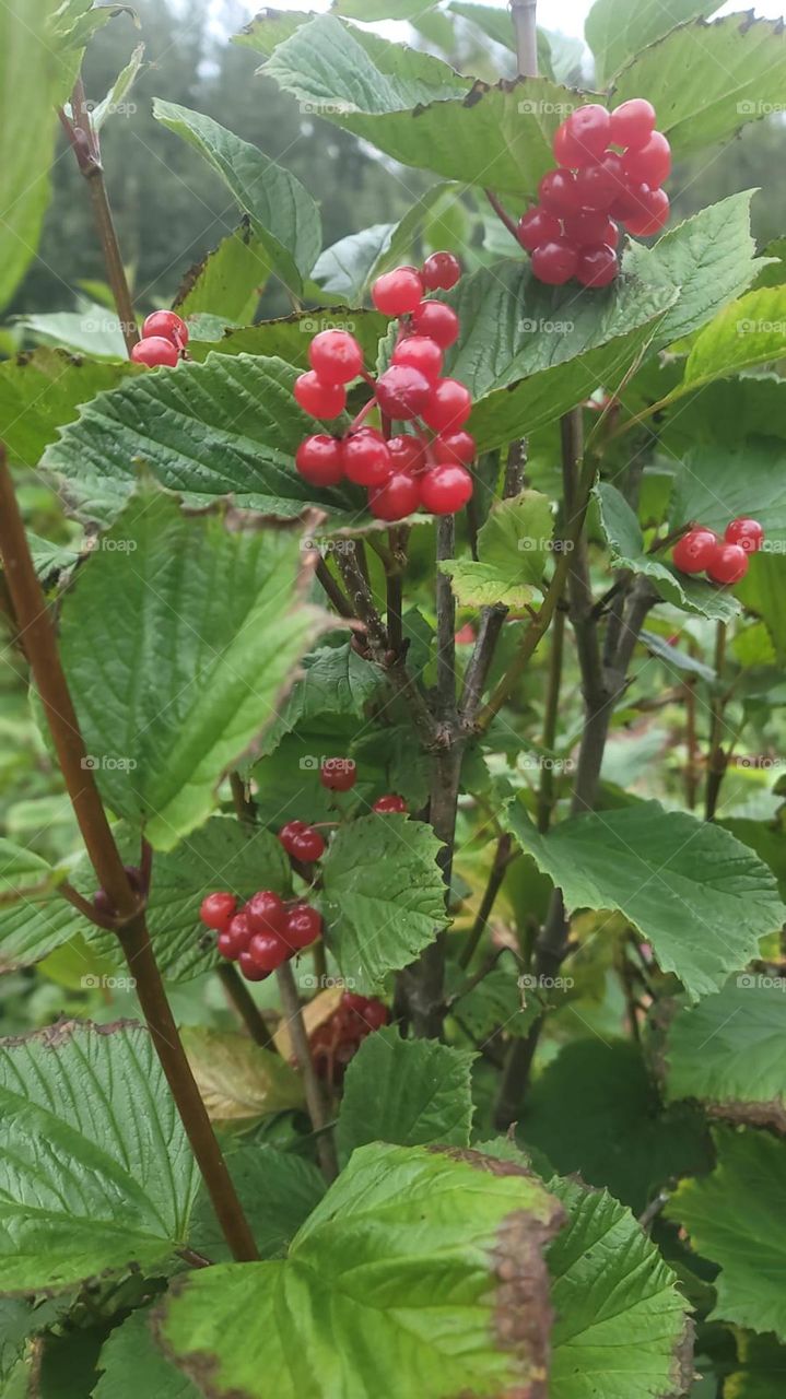 berries