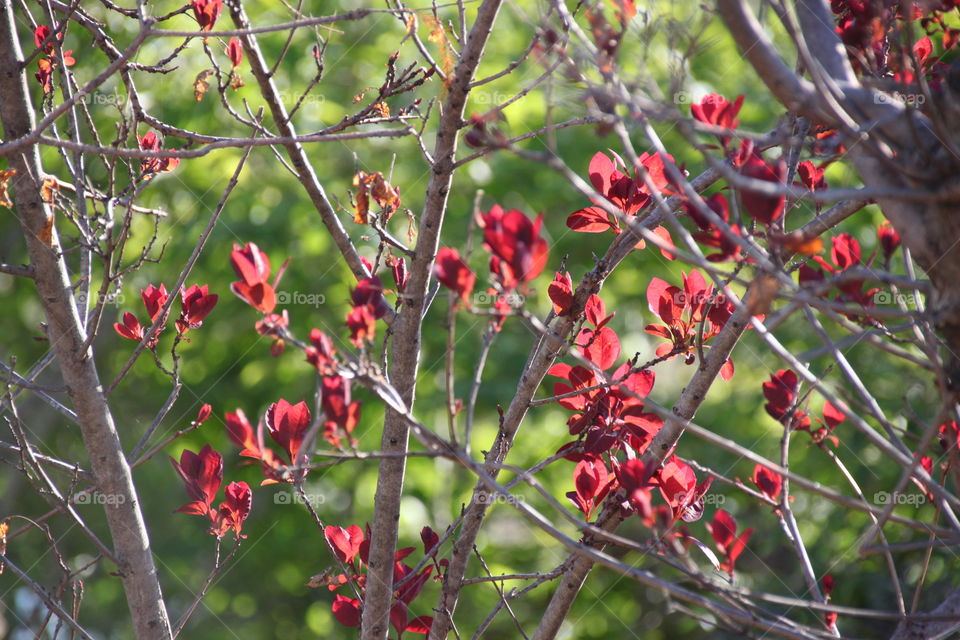 Pink Flowering Bush