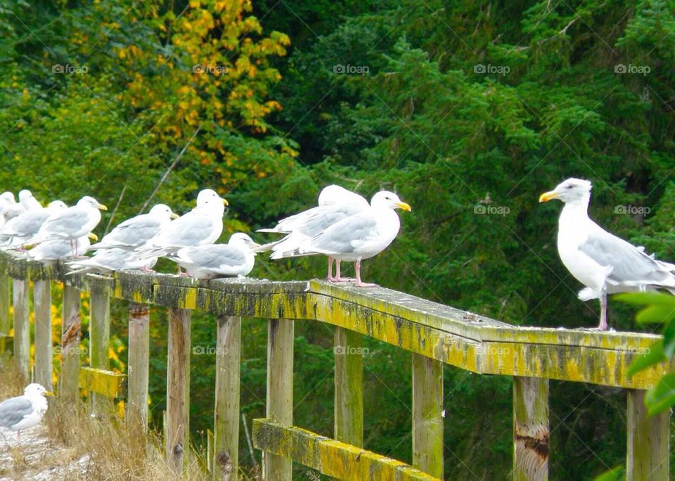 Birds on bridge