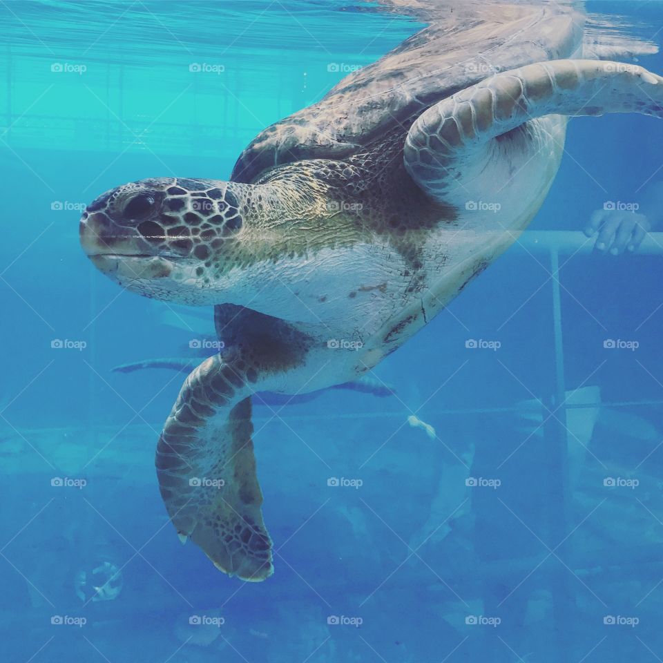 Sea turtle at the Texas State Aquarium in Corpus Christi 