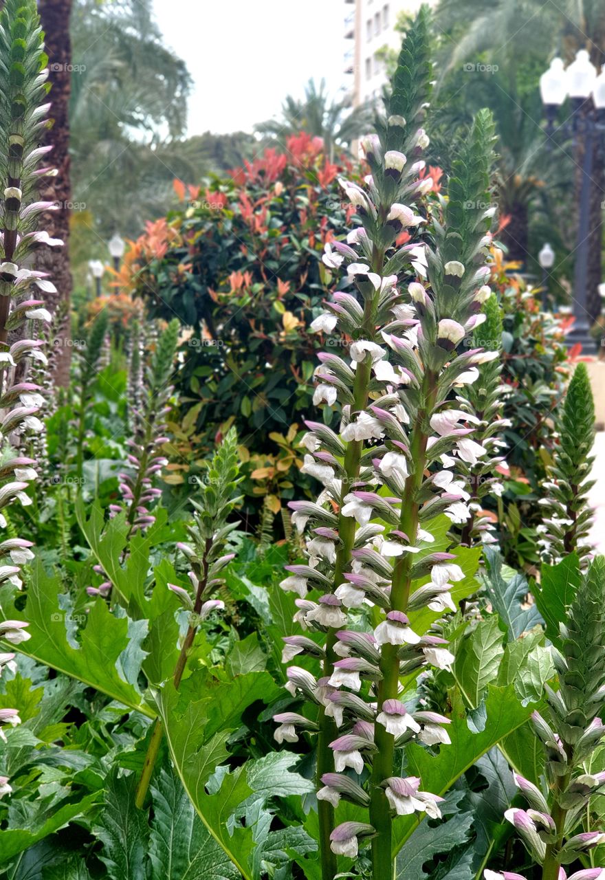 Flowers#plants#vegetation#nature#colors