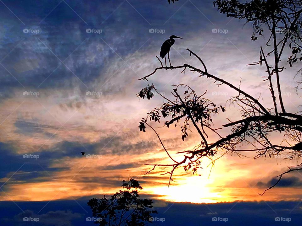 Bird in the sunset.