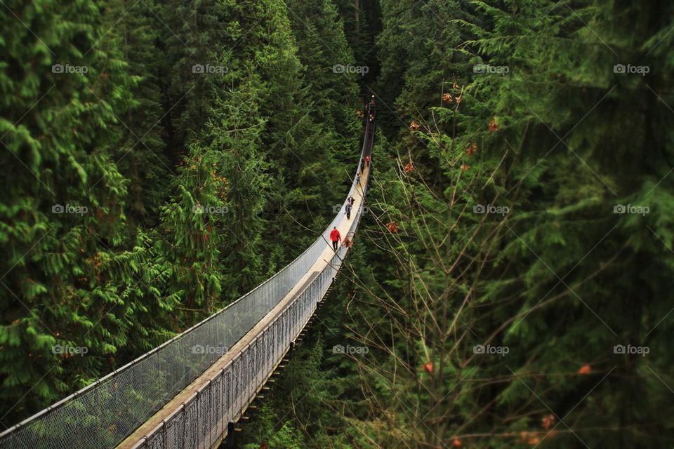 Suspension bridge