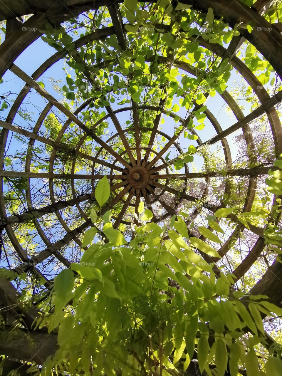 Plants around us. Beautiful nature. Unusual shooting angle. Circles against the blue sky, in the greenery of plants.