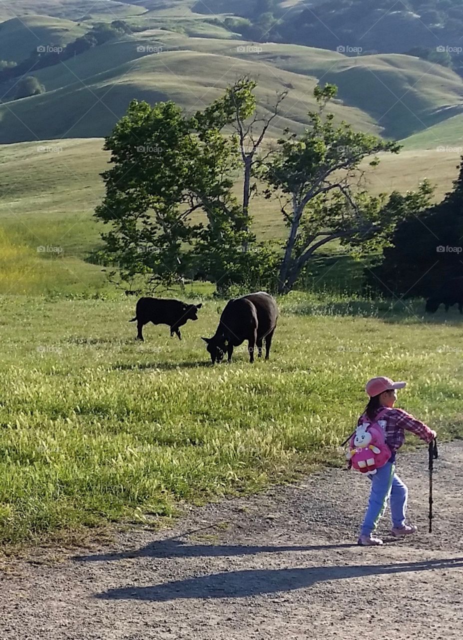 Kid hiker, cattle grazing