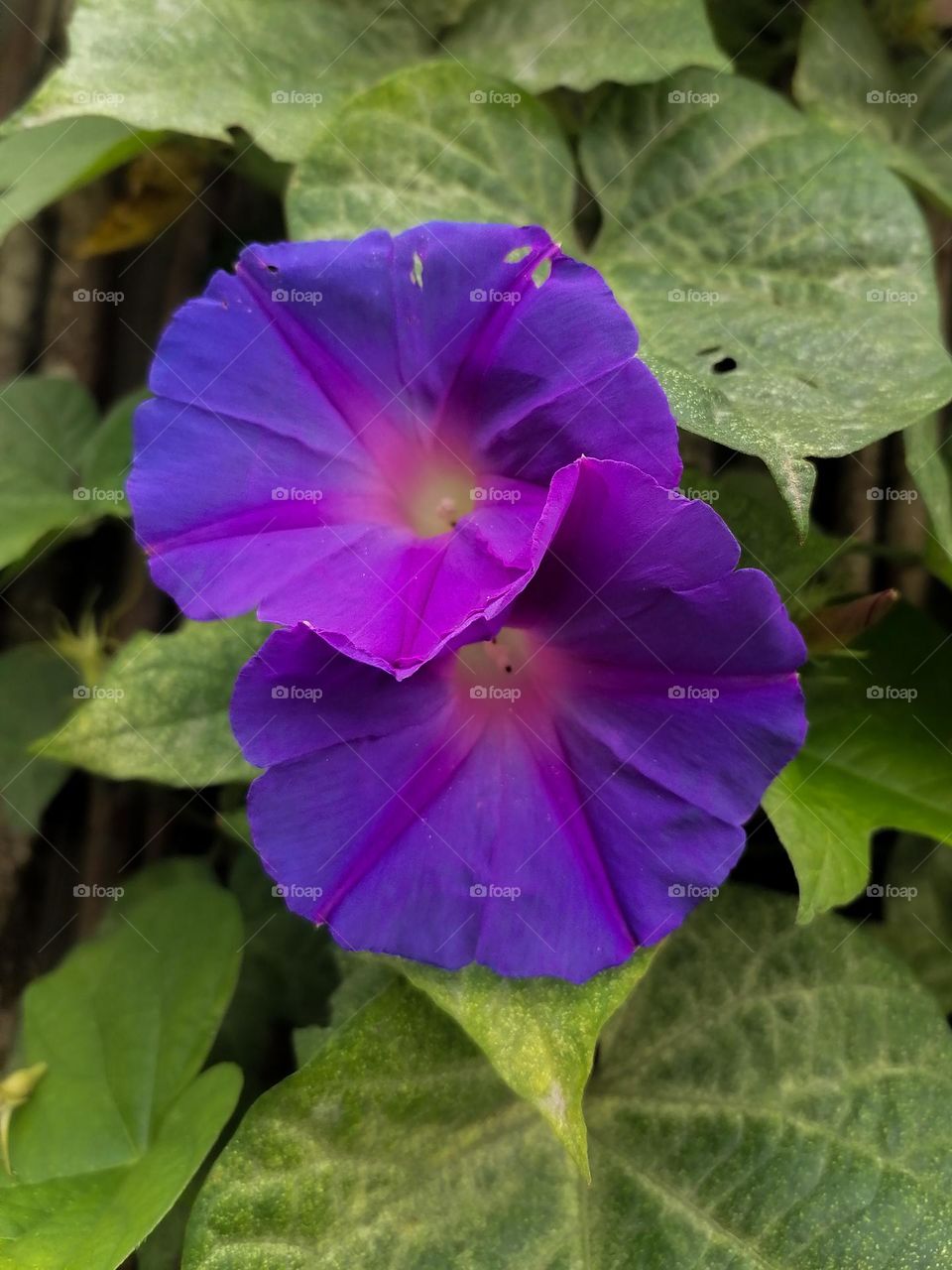 Purple morning glory